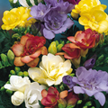Freesia Double Mixed - Pack of 25 